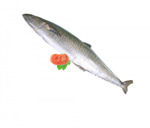 Giant Trevally
