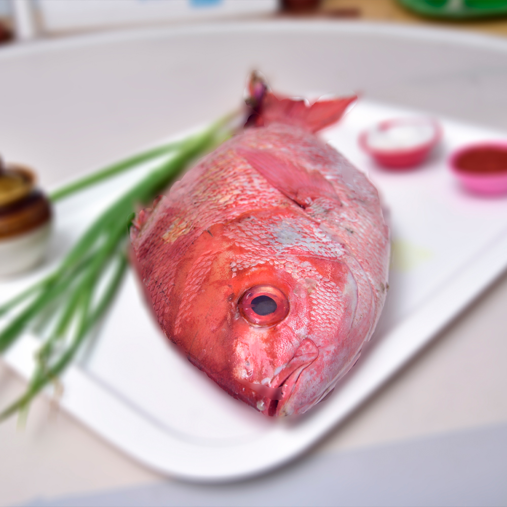 28..b.RED SNAPPER (2)