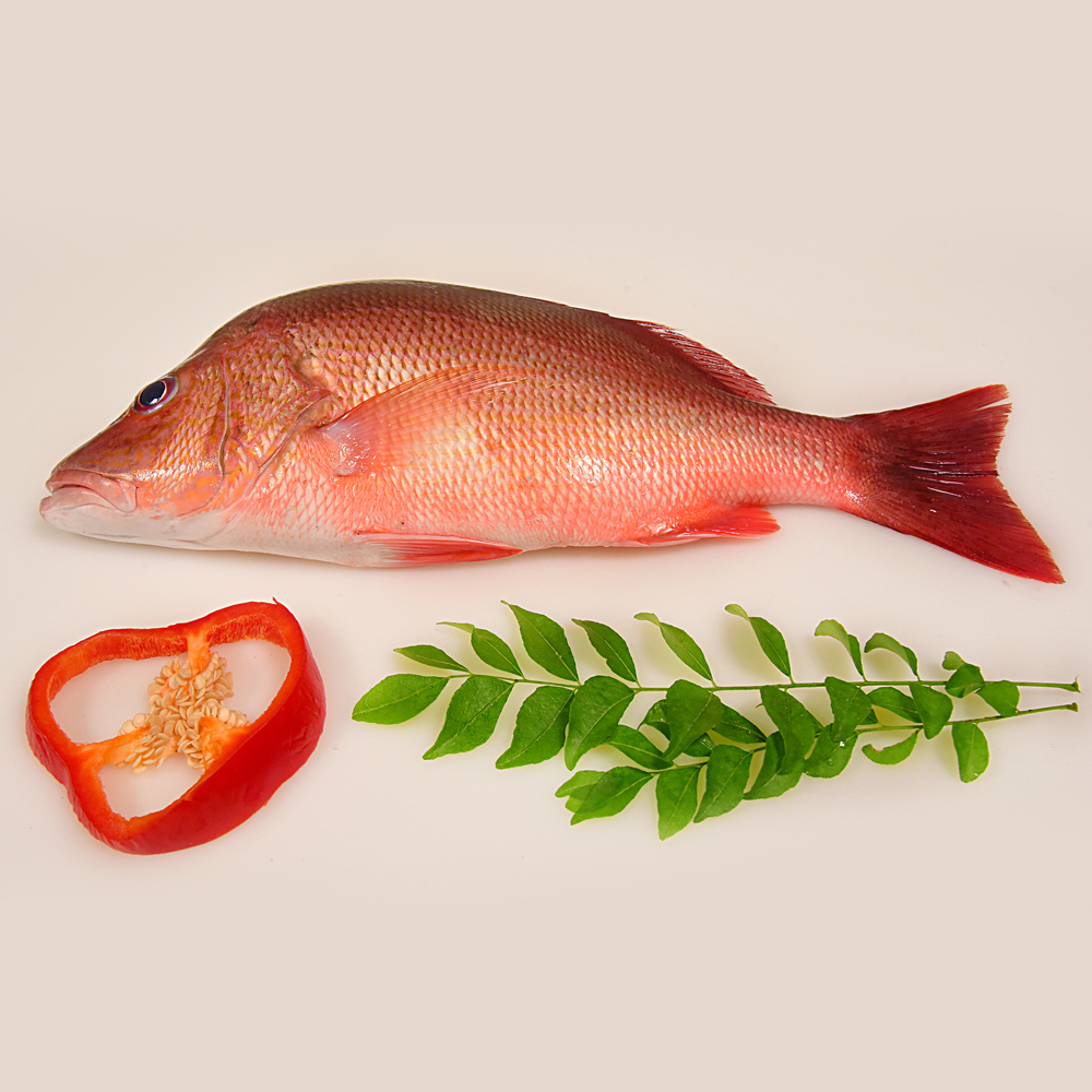 28.a.Red snapper (1)