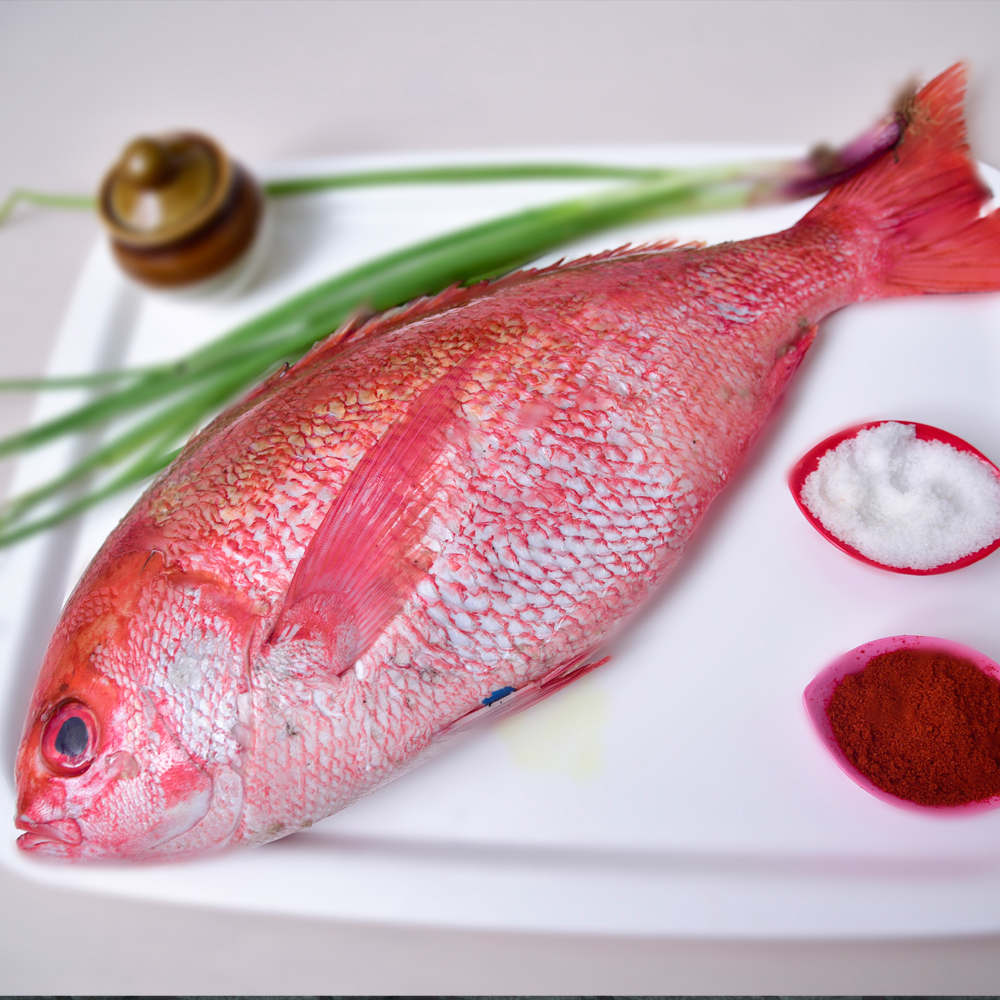 28.c.RED SNAPPER